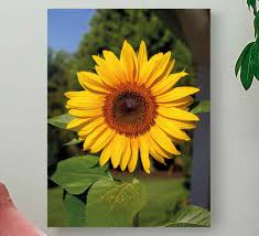 We did not find results for: Sun Flower On Green Background Flower Canvas Tenstickers