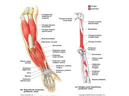 The posterior compartment refers to the part of the upper arm that faces away from the body when a person's arms are by their sides. Muscles Of The Arm Ppt Video Online Download