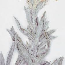 Image result for Heterotis canescens