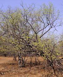 Image result for Commiphora mossambicensis