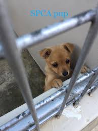 Adorable Puppy Up For Adoption In Spca Durban Cute Puppies Cute Animals Puppies