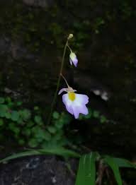 Image result for Utricularia formula