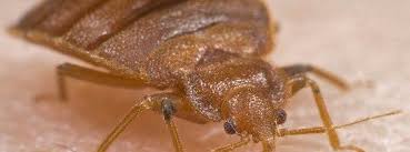 Ensure every customer receives outstanding service by providing a friendly environment (greeting and acknowledging customers, maintaining outstanding standards Bed Bug Control Galloway Township Mays Landing Ocean City Egg Harbor Township Nj Bed Bug Inspection