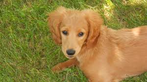 Daisy F1 Mini Goldendoodle Has A Smooth Coat Mother When She Was A Puppy She Has A Great Personality A Mini Goldendoodle Goldendoodle F1 Mini Goldendoodle