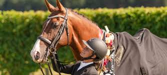 The online western dressage association of america was a huge hit this year. Dressage Star Plans To Head Where Some Fear To Tread Newsroom
