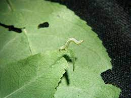 Spinosad Products To Control Winter Moths And Sawfly Cats Called Monterey Garden Insect Spray And Bull S Eye Bioin Natural Bug Spray Garden Insects Tree Care