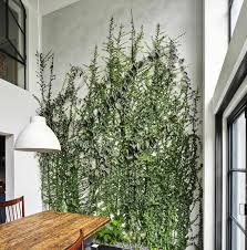 Apr 01, 2021 · there are some varieties of vining jasmine that grow well indoors. 5 Gorgeous Indoor Vines To Grow In Your Home