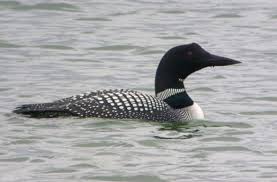 Black Bird With White Tail Uk The Great Northern Diver Also Known As Common Loon And Great Northern Loon Spends Its Summers In The U K Iceland Gre White Bird Beautiful Birds Common Loon
