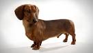 PenDachs All Natural Dachshunds
