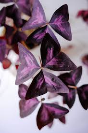 Image result for Oxalis obliquifolia