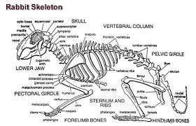 Pin By Angela Boyle On Natural Sciences Rabbit Anatomy