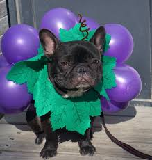 The breed has broad, upright ears that are rounde. Diy Grape Costume For Dogs Costume Yeti