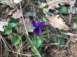 Wood Violet Flowers Plants Flora
