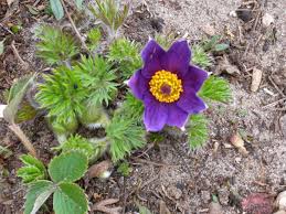 Garten Und Landleben Gewohnliche Kuchenschelle Ist Eine Giftige Schonheit Garten Pflanzen Kuchenschelle Pflanzen