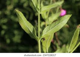 Image result for Epilobium hirsutum