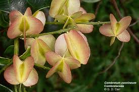 Image result for Combretaceae