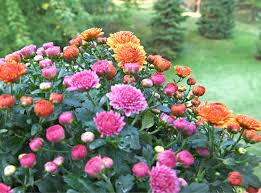 From the dazzling bluebells that cover ancient woodland in the spring to the bright meadows bursting with buttercups in the summer, wild flowers are what make our woods so beautiful, while providing precious nectar for invertebrates. November Birth Flower The Chrysanthemum The Old Farmer S Almanac