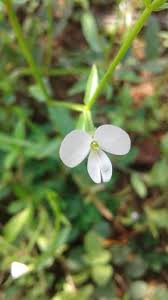 Image result for Canscora alata