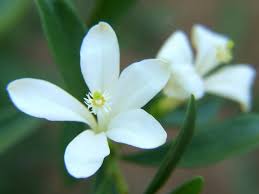 Image result for Turraea obtusifolia