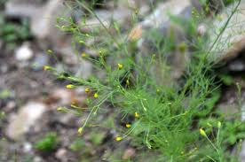 Image result for Schkuhria pinnata