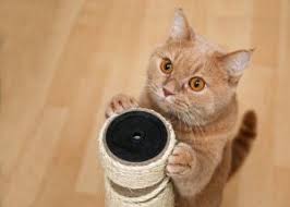 Bir Kediye Ogretebileceginiz 4 Numara My Animals