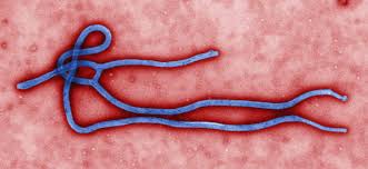 There is currently no cure for ebola, but there are two trial vaccines in progress. Ebola Preparedness And Response Updates From Fda Fda
