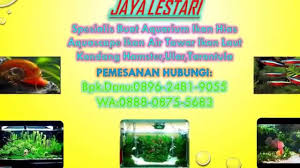 Jakarta barat nagatawa ornamental fish. 0896 2481 9055 Tri Jual Aquarium Cibubur Harga Aquarium Cibubur Youtube