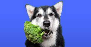 Can Dogs Eat Broccoli Updated August 2020 Pumpkin Pet Care