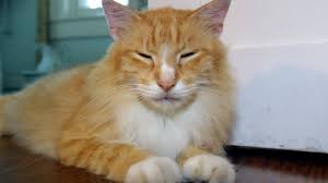 They have 5 on each front paw and 4 on each hind paw. Why So Many Six Toed Cats Live At The Hemingway House Youtube