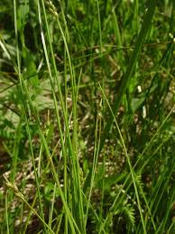 Image result for Carex leptosaccus