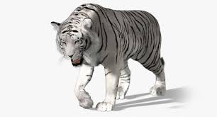 White Tiger Fur Animation 3d Ma White Tiger Tiger Fur Tiger