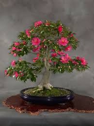 National Bonsai Foundation Bonsai Tree Bonsai Bonsai Art