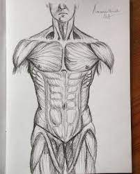 Extends, adducts, and medially rotates the arm; Rodory On Twitter Torso Muscles Retweet If You Like Art Sketch Sketchbook Anatomy Drawing Draw Pencil Traditionalart