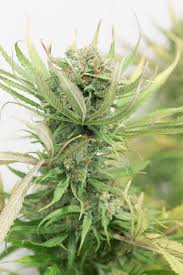 It originates from california and combines blueberry indica and haze genetics to create a unique strain renowned for its potency, effects, and medical benefits. Blue Dream Sorteninformationen Cannaconnection Com