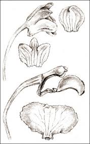 Image result for Didymoplexis