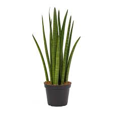 Check spelling or type a new query. Sansevieria Cylindrica Spikes Cylindrical Snake Plant Hortology