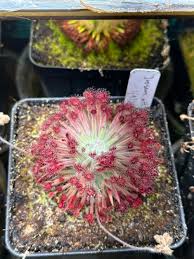 Image result for Dissotis lanata