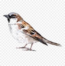 House Sparrow Vogel Bild Amerikanischen Spatzen Spatz Png Herunterladen 1199 1200 Kostenlos Transparent Vogel Png Herunterladen