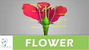 Plant parts of a flower diagram, hibiscus flower parts diagram and flower parts diagram are three. Flower Structure And Its Parts Youtube