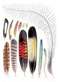 Birds Of A Feather 2020 Itv Australian Bird Feathers On White Watercolor Paintng Nicole Berlach Watercolor Illustration Picture Books Illustration Scientific Illustration