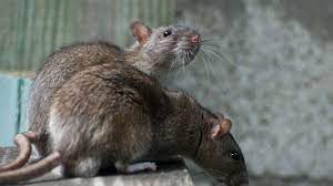 What type of pests does the original pest offense® work on? How To Get Rid Of Rats The Right Way