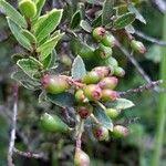 Image result for Vaccinium madagascariense
