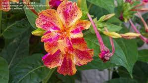 Four o clock flowers kaleidoscope. Plantfiles Pictures Four O Clock Kaleidoscope Mirabilis Jalapa By Psatrichia