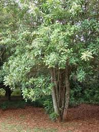 Image result for Macadamia aff. integrifolia