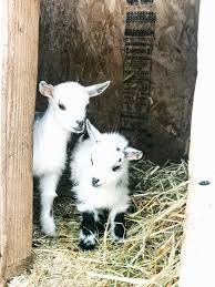 Pregnant Goat Care For Successful Kidding Thermaland Oaks Goats Pet Goat Baby Animals