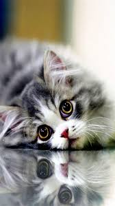Aba3526cat Jpg Cute Kittens Kediler Ve Yavrulari Evcil Hayvanlar