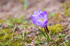 Hyacinths bloom in early spring with flowers in a variety of colors including purple, white, pink, yellow and more. Beautiful Violet Crocuses Flowers First Springtime Flowers Blooming Early Spring Plants Stock Photo Picture And Royalty Free Image Image 38167240