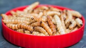 L'asticot est la larve des mouches et d'autres diptères. En Chine Des Asticots Gloutons Contre Les Dechets Alimentaires