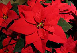 How To Care For Poinsettias Poinsettia Plant Poinsettia Poinsettia Flower