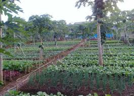 We did not find results for: 5 Langkah Usaha Pertanian Menghadapi Masa Pandemi Covid 19 Gen Agraris Inspirasi Edukasi Agribisnis